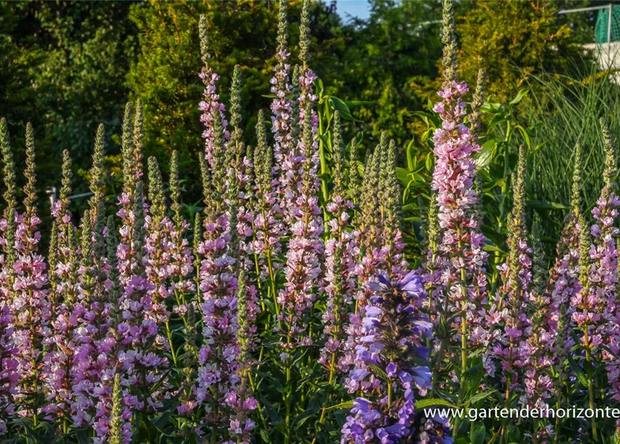 Garten-Blut-Weiderich 'Blush'