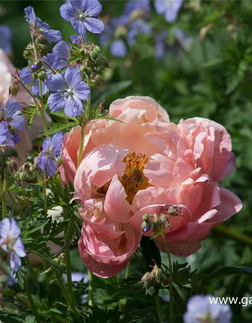Frühblühende Garten-Pfingstrose 'Coral Charm'