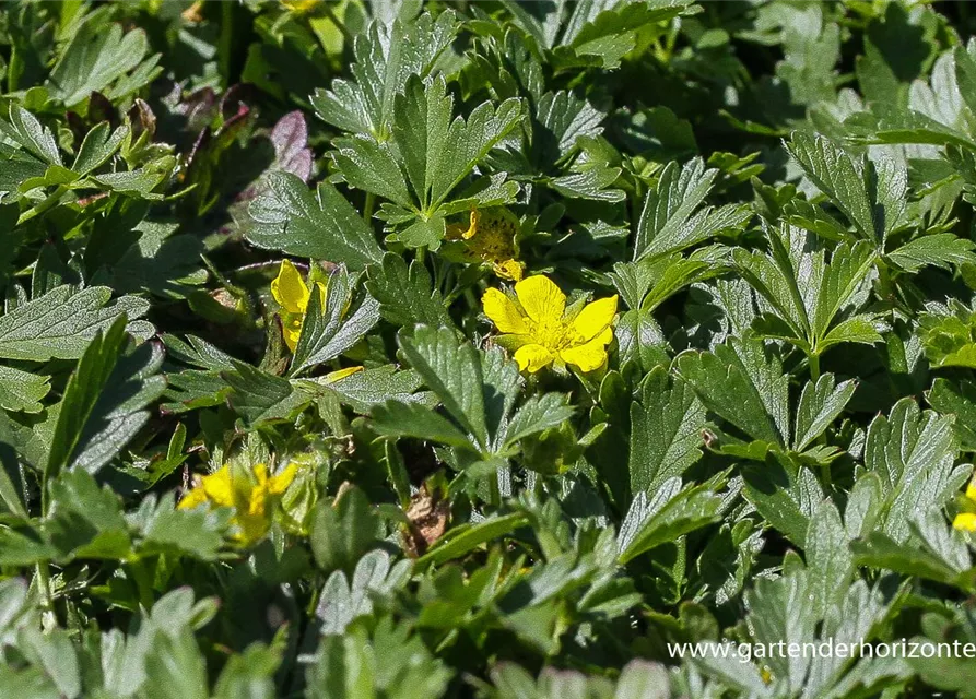 Frühlings-Fingerkraut