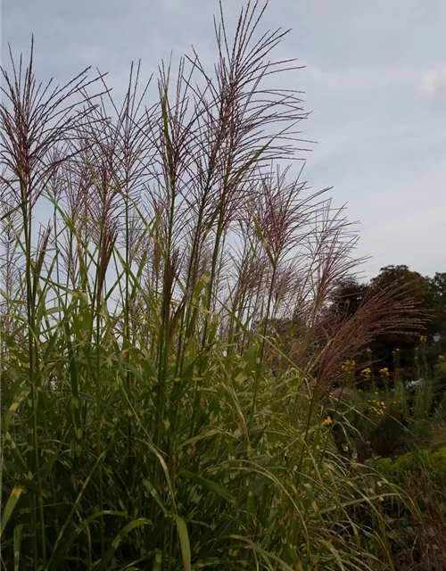 Garten-Chinaschilf 'Giraffe'