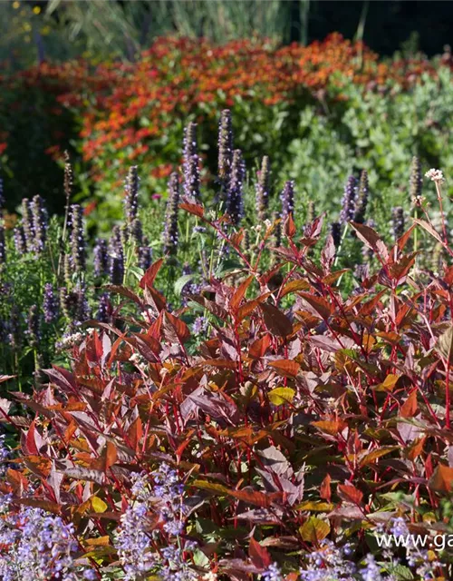 Kleinköpfiger Knöterich 'Red Dragon'