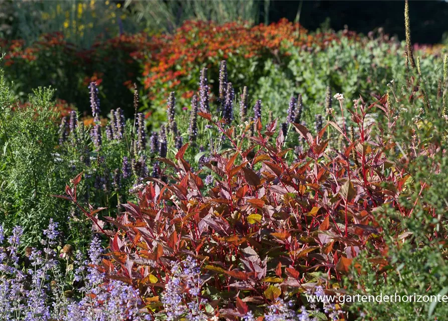 Kleinköpfiger Knöterich 'Red Dragon'