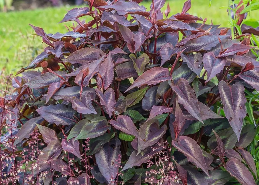Kleinköpfiger Knöterich 'Red Dragon'