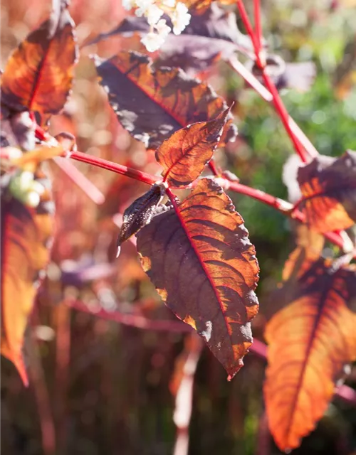 Kleinköpfiger Knöterich 'Red Dragon'