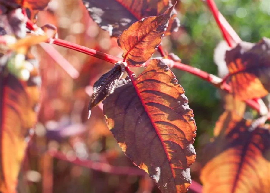 Kleinköpfiger Knöterich 'Red Dragon'