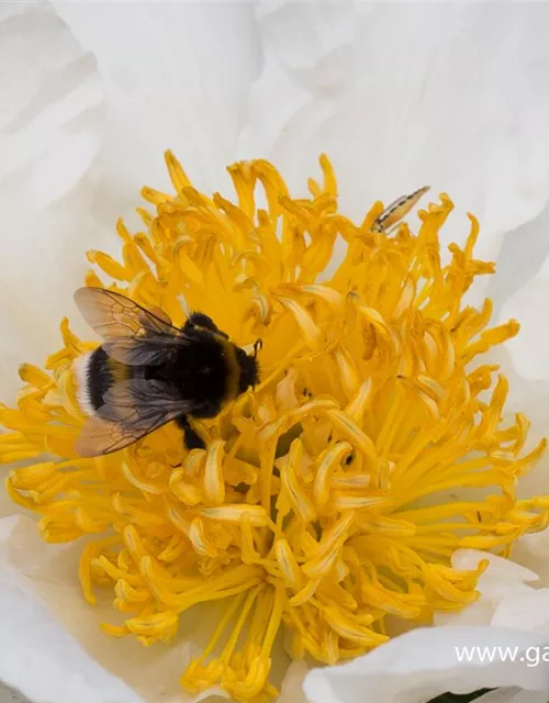 Garten-Pfingstrose 'Krinkled White'