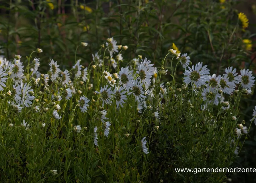 Herbstmargerite