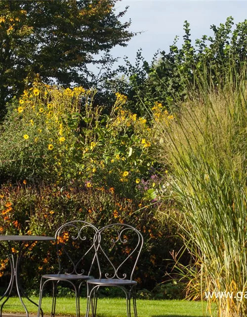 Garten-Ruten-Hirse 'Cloud Nine'