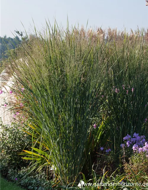 Garten-Ruten-Hirse 'Cloud Nine'