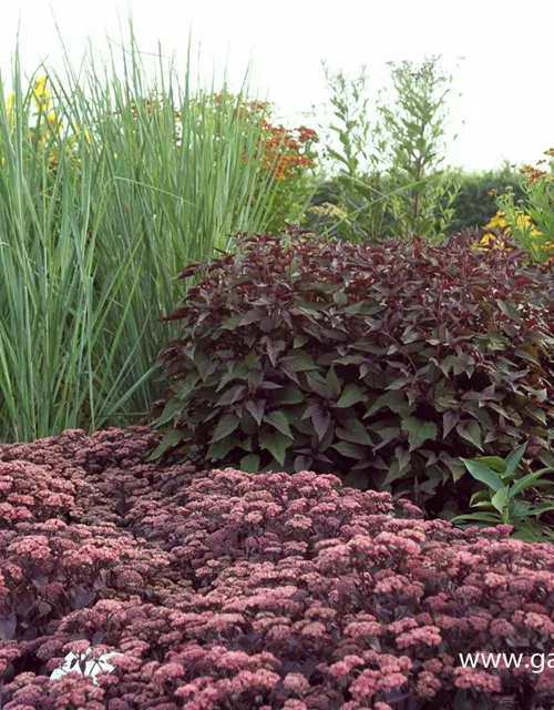 Garten-Ruten-Hirse 'Cloud Nine'