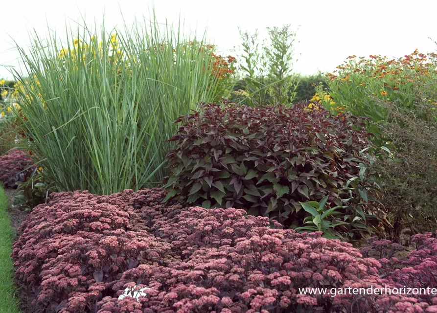 Garten-Ruten-Hirse 'Cloud Nine'