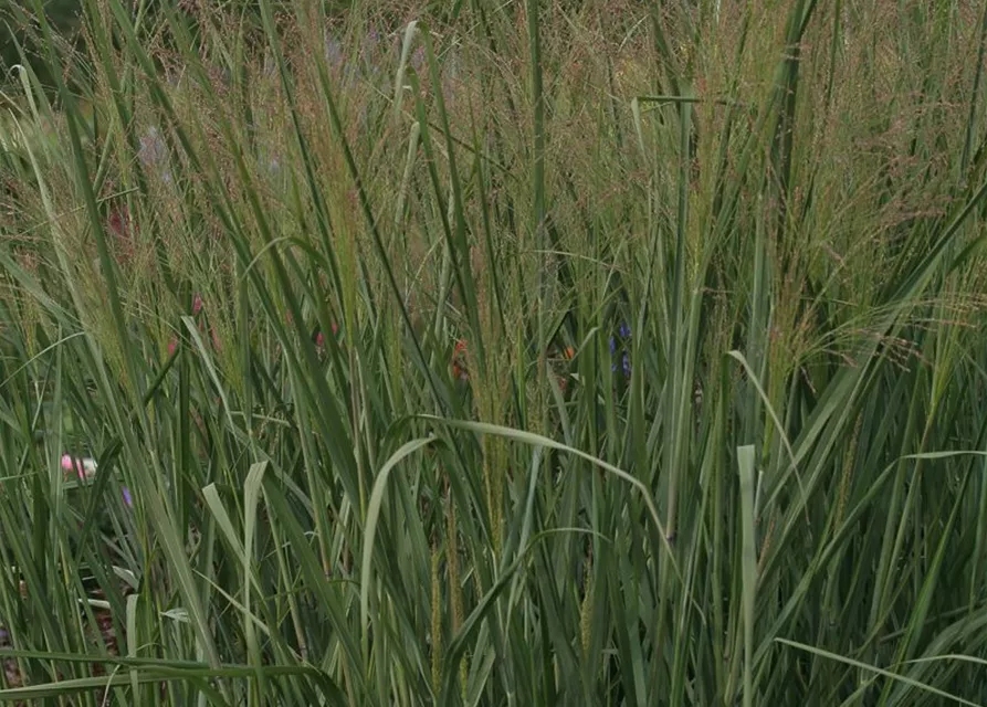 Garten-Ruten-Hirse 'Cloud Nine'