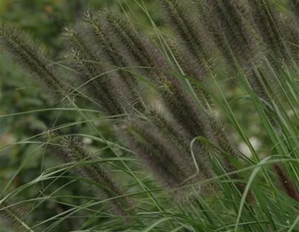 Garten-Federborstengras