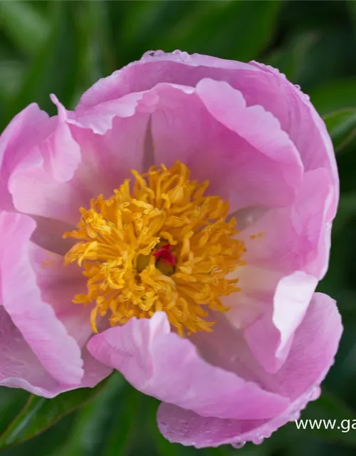 Garten-Pfingstrose 'Nymphe'