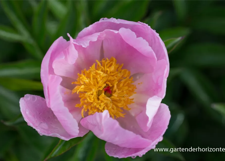 Garten-Pfingstrose 'Nymphe'