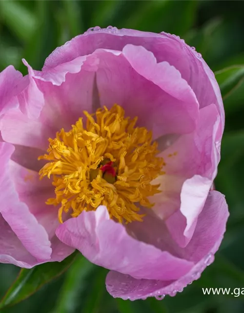 Garten-Pfingstrose 'Nymphe'