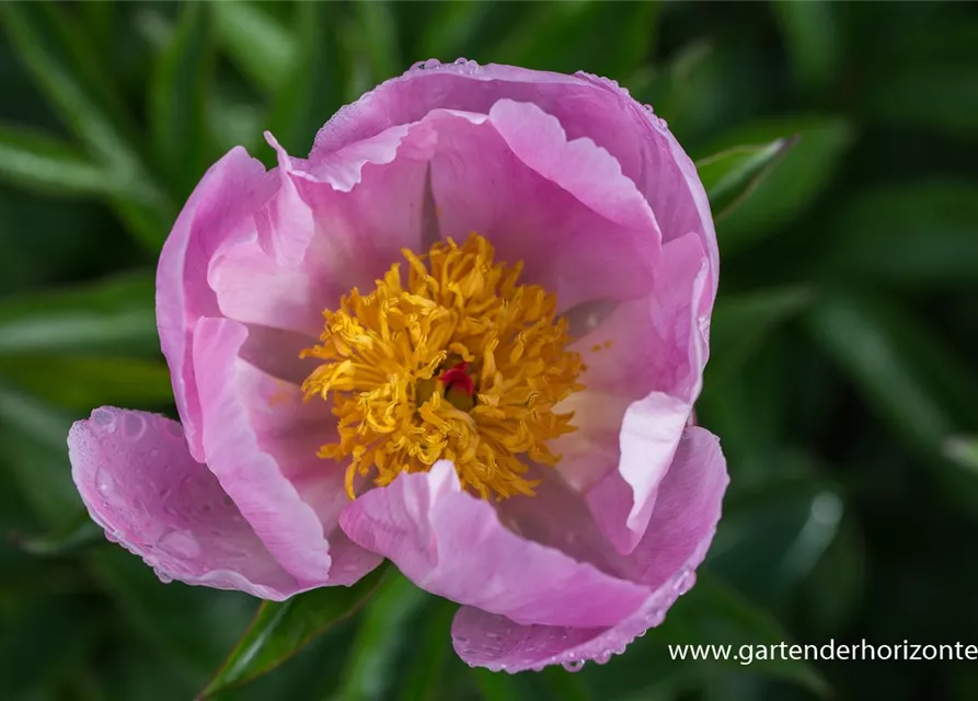 Garten-Pfingstrose 'Nymphe'