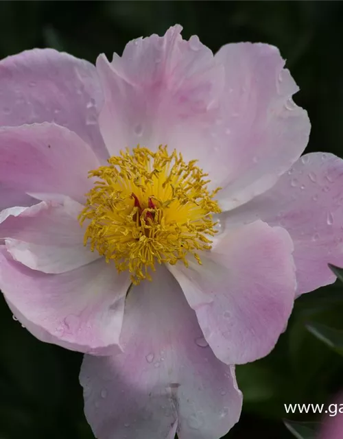 Garten-Pfingstrose 'Nymphe'