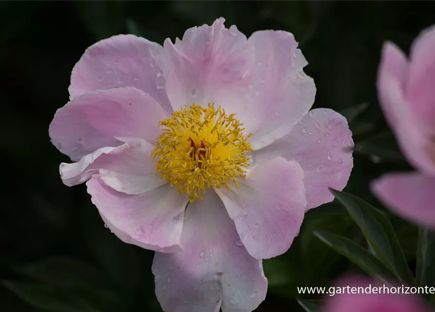 Garten-Pfingstrose 'Nymphe'