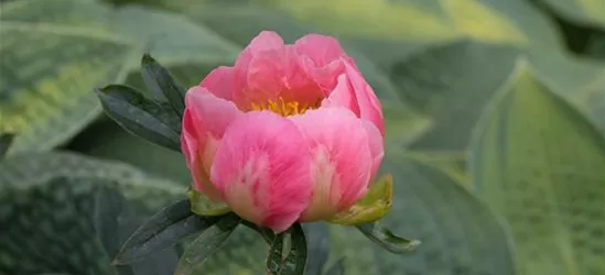 Pfingstrose 'Pink Hawaiian Coral'