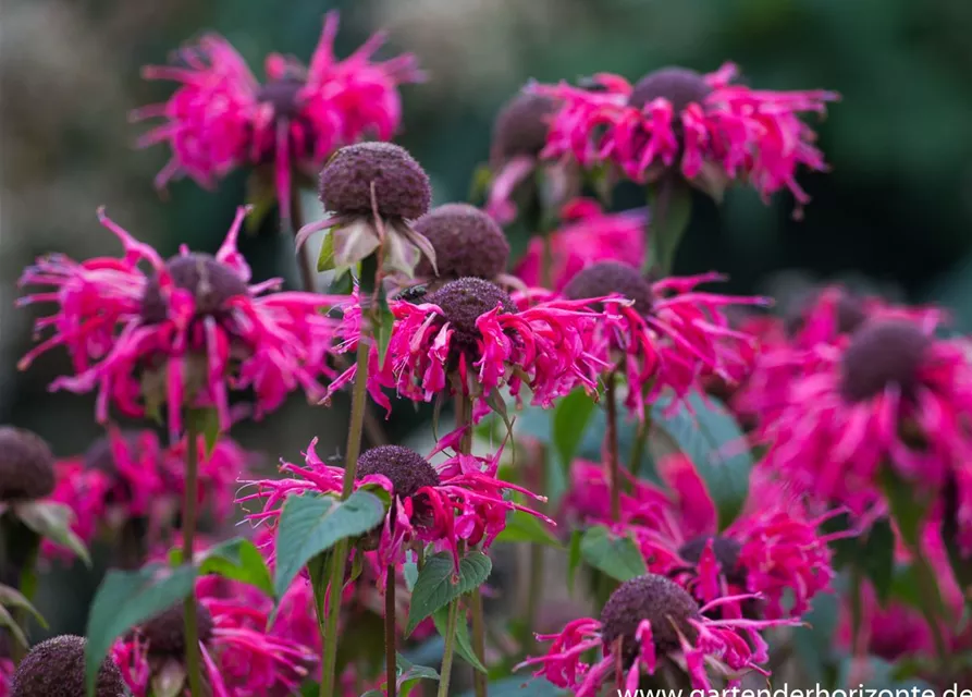 Monarda didyma 'Balance'