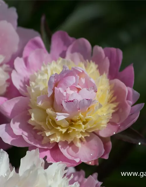 Garten-Pfingstrose 'Sorbet'