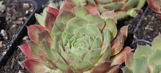 Garten-Steinrose 'Ornatum'