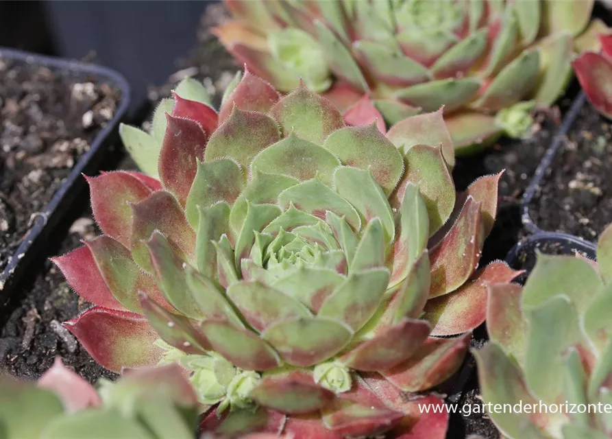 Garten-Steinrose 'Ornatum'