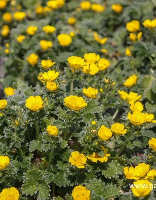 Großblütige Fingerkraut