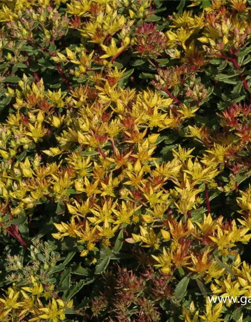 Sedum floriferum 'Weihenstephaner Gold'