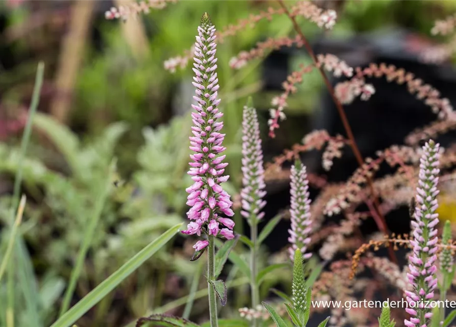 Veronica longifolia 'Pink Eveline' -R-