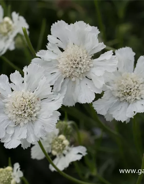 Große Garten-Skabiose 'Perfecta Alba'