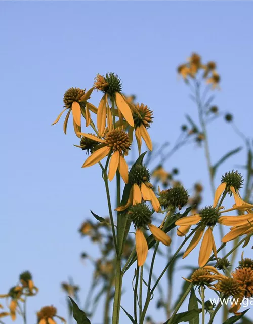 Wechselständigbeblätterter Kronbart
