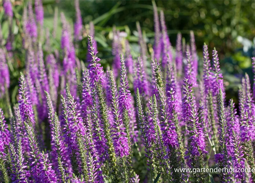 Veronica spicata 'Purpleiciosus'