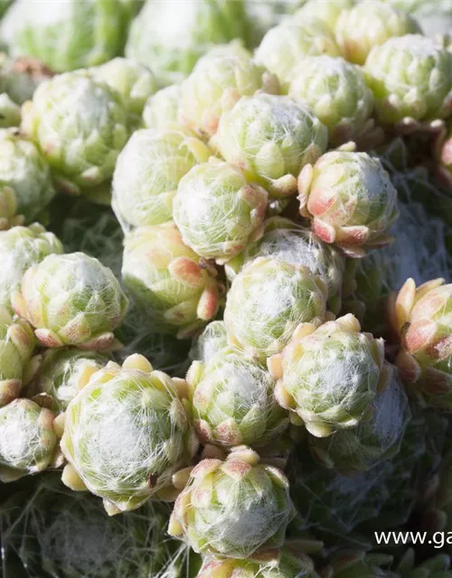 Spinnwebige Steinrose