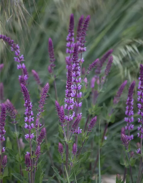 Garten-Blüten-Salbei 'Amethyst'