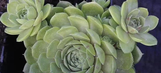 Garten-Hauswurz