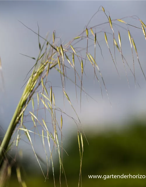 Riesen-Federgras