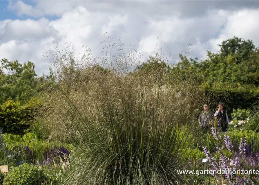 Riesen-Federgras