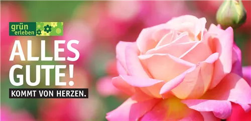 Motiv 5 - Alles Gute