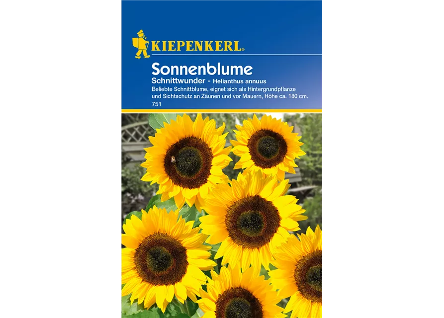 Sonnenblume 'Schnittwunder'