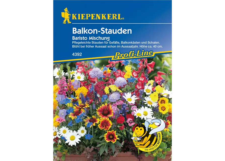 Balkonstauden 'Baristo'