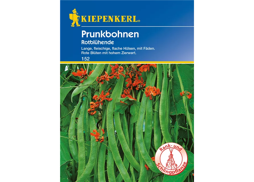 Prunkbohne 'Rotblühende'