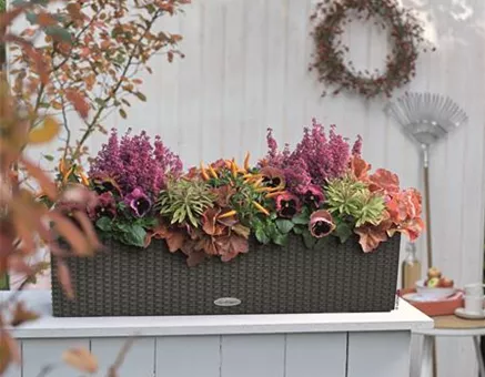 LECHUZA BALCONERA Cottage 80 