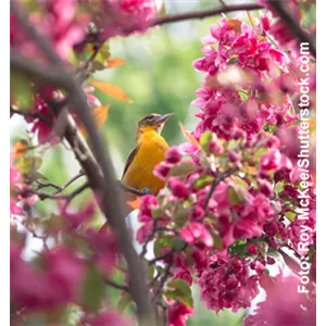 Ganzjahresfütterung von Wildvögeln