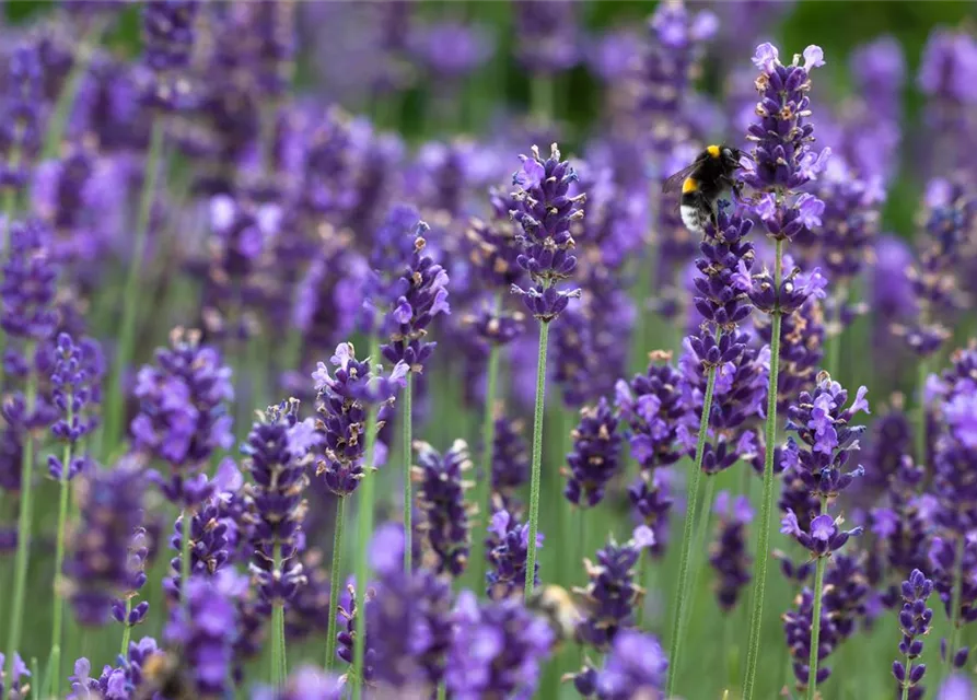 Echter Lavendel 'Hidcote Blue Strain'