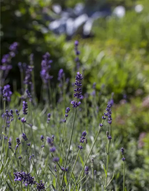 Echter Lavendel 'Hidcote Blue Strain'