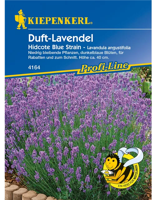 Echter Lavendel 'Hidcote Blue Strain'
