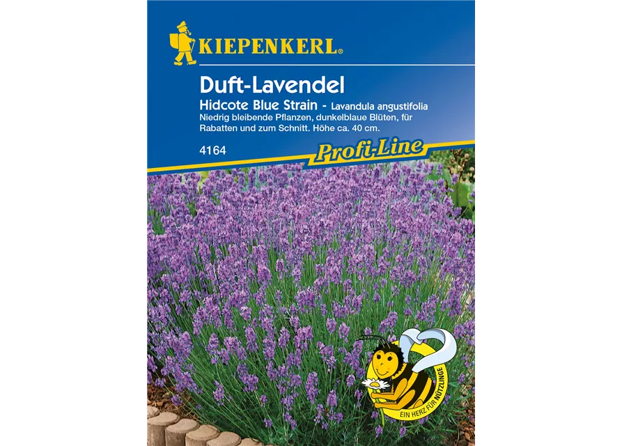 Echter Lavendel 'Hidcote Blue Strain'