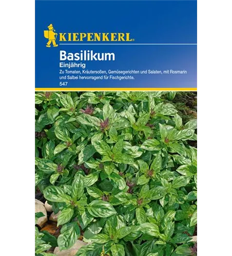 Garten-Basilikum 'Feinblättriges Grünes'